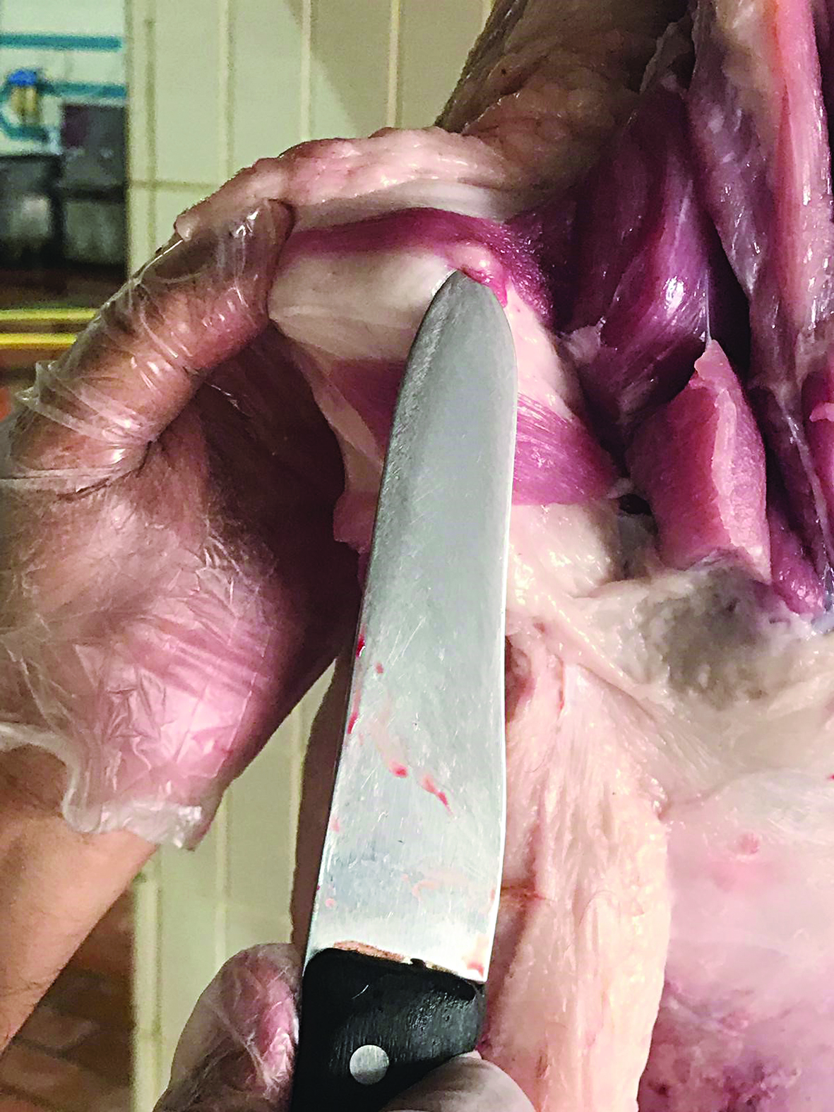 u0637u0628u064au0628 u064au0624u0643u062f u0644u0640 u00abu0627u0644u0631u0627u064au00bb u0639u062fu0645 u062eu0637u0648u0631u0629 u0623u0643u0644 u0644u062du0648u0645u0647u0627