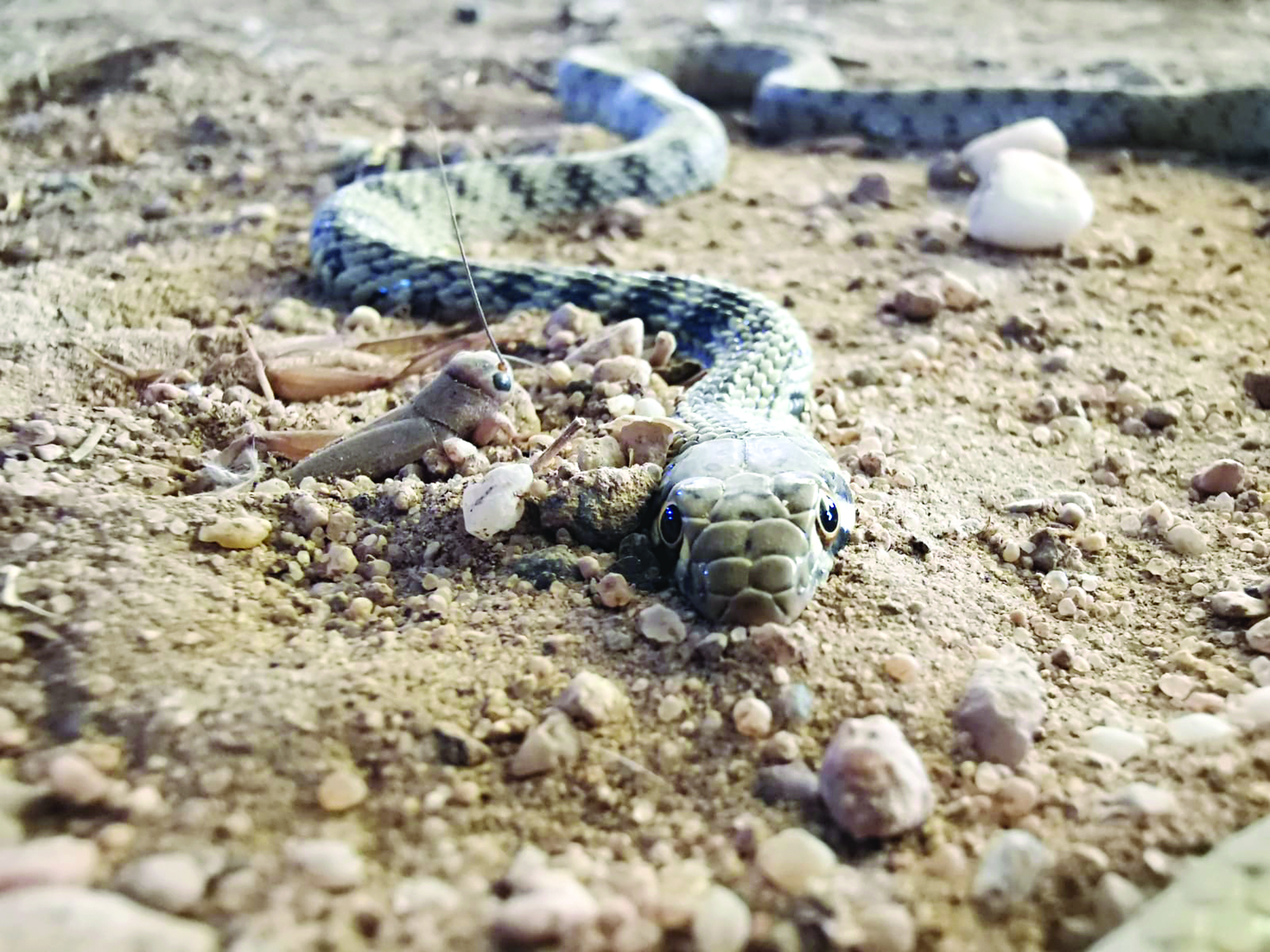 u062au0646u0627u0642u0635 u0623u0639u062fu0627u062f u0627u0644u0623u0641u0627u0639u064a u0641u064a u0627u0644u0643u0648u064au062a u0628u0634u0643u0644 u063au064au0631 u0645u0633u0628u0648u0642