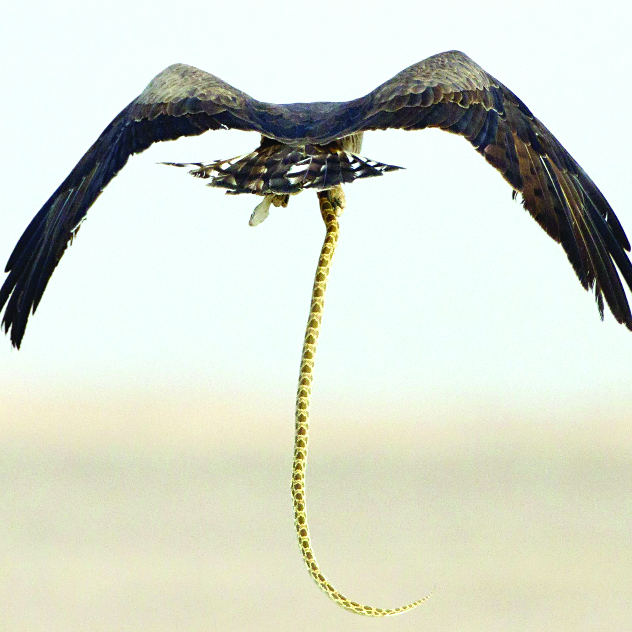 طير يصطاد أفعى في صحراء الكويت