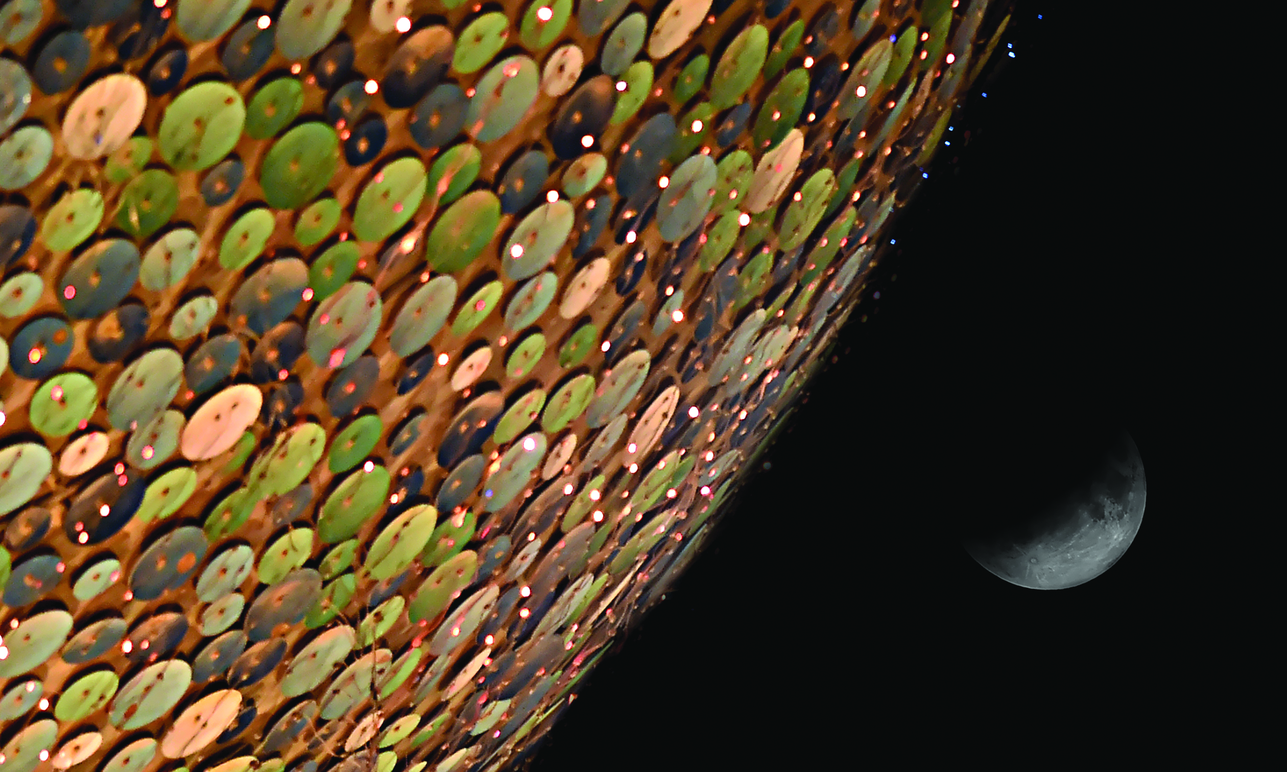 u0631u0635u062f u0627u0644u0638u0627u0647u0631u0629 u0642u0631u0628 u0623u0628u0631u0627u062c u0627u0644u0643u0648u064au062at (u062au0635u0648u064au0631 u0623u0633u0639u062f u0639u0628u062fu0627u0644u0644u0647)