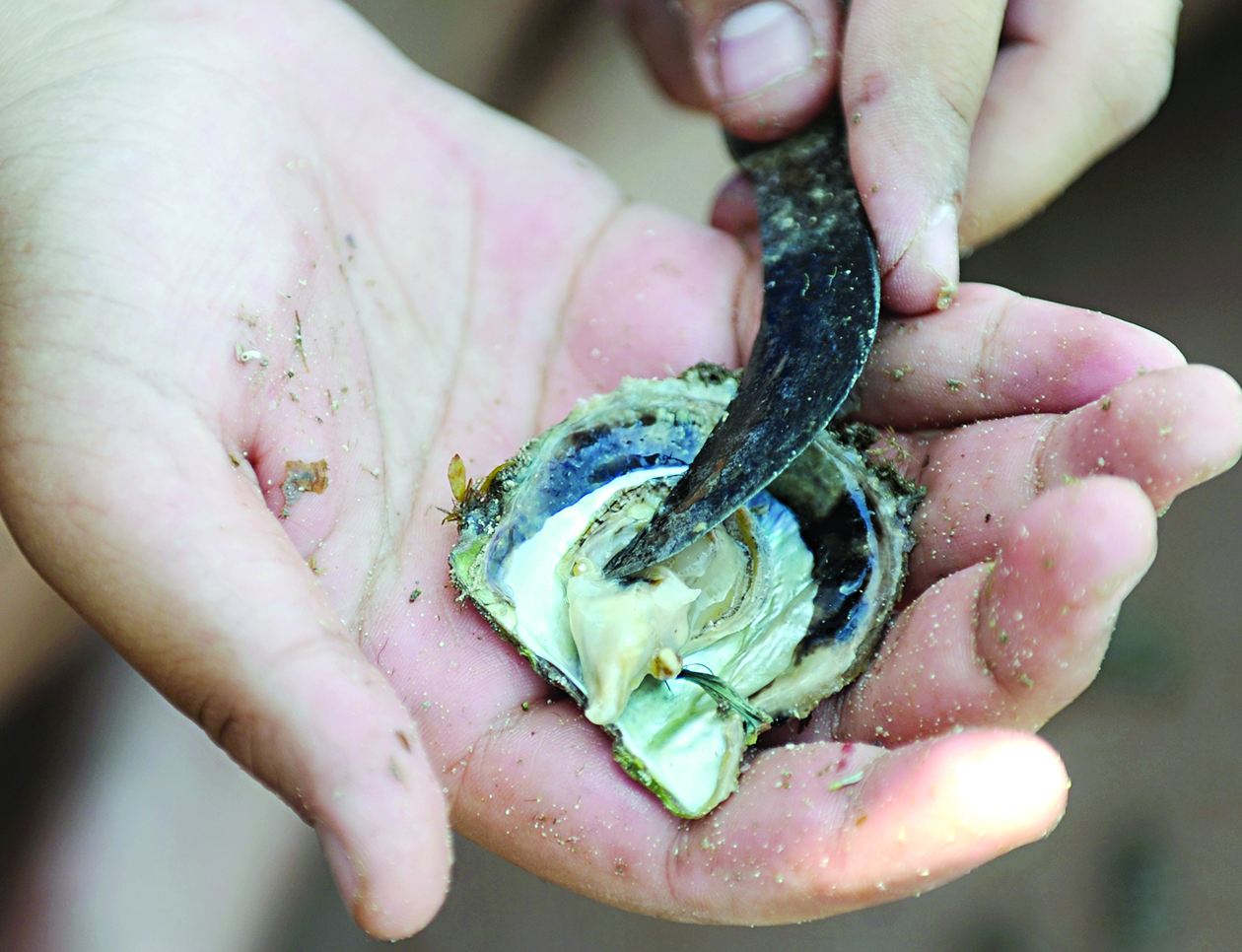 فلق المحارة بحثاً عن اللؤلؤ