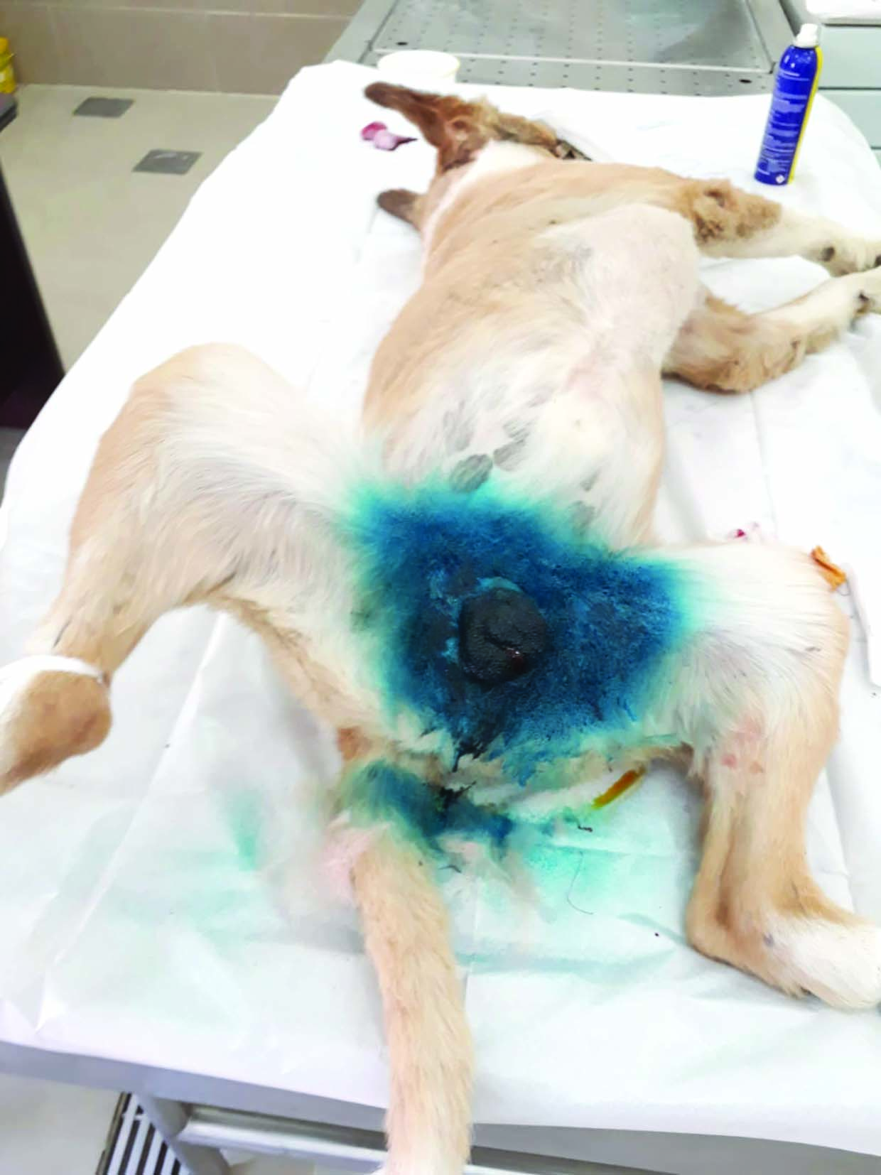 u0627u0644u0643u0644u0628 u0628u0639u062f u0639u0645u0644u064au0629 u0627u0644u0625u062eu0635u0627u0621