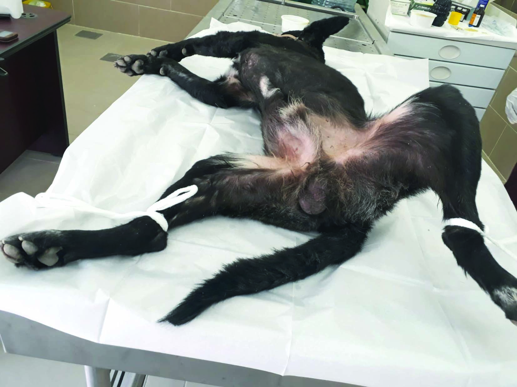 تثبيت الحيوان إثر تخديره 