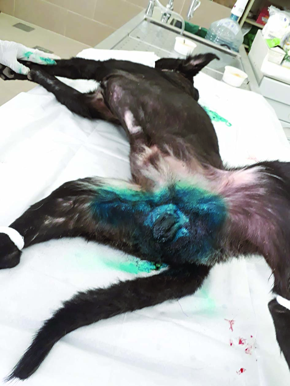 ... وبعد عملية الإخصاء