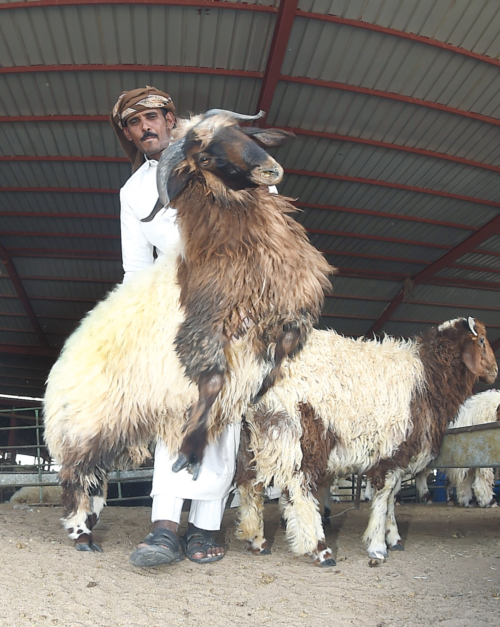 أسعار الأضاحي تشهد ارتفاعا كبيرا     	            (تصوير أسعد عبدالله)