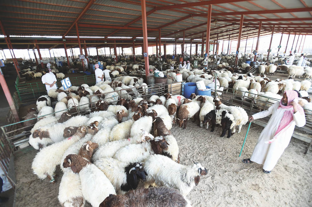 السوق يمتلئ بالأضاحي 