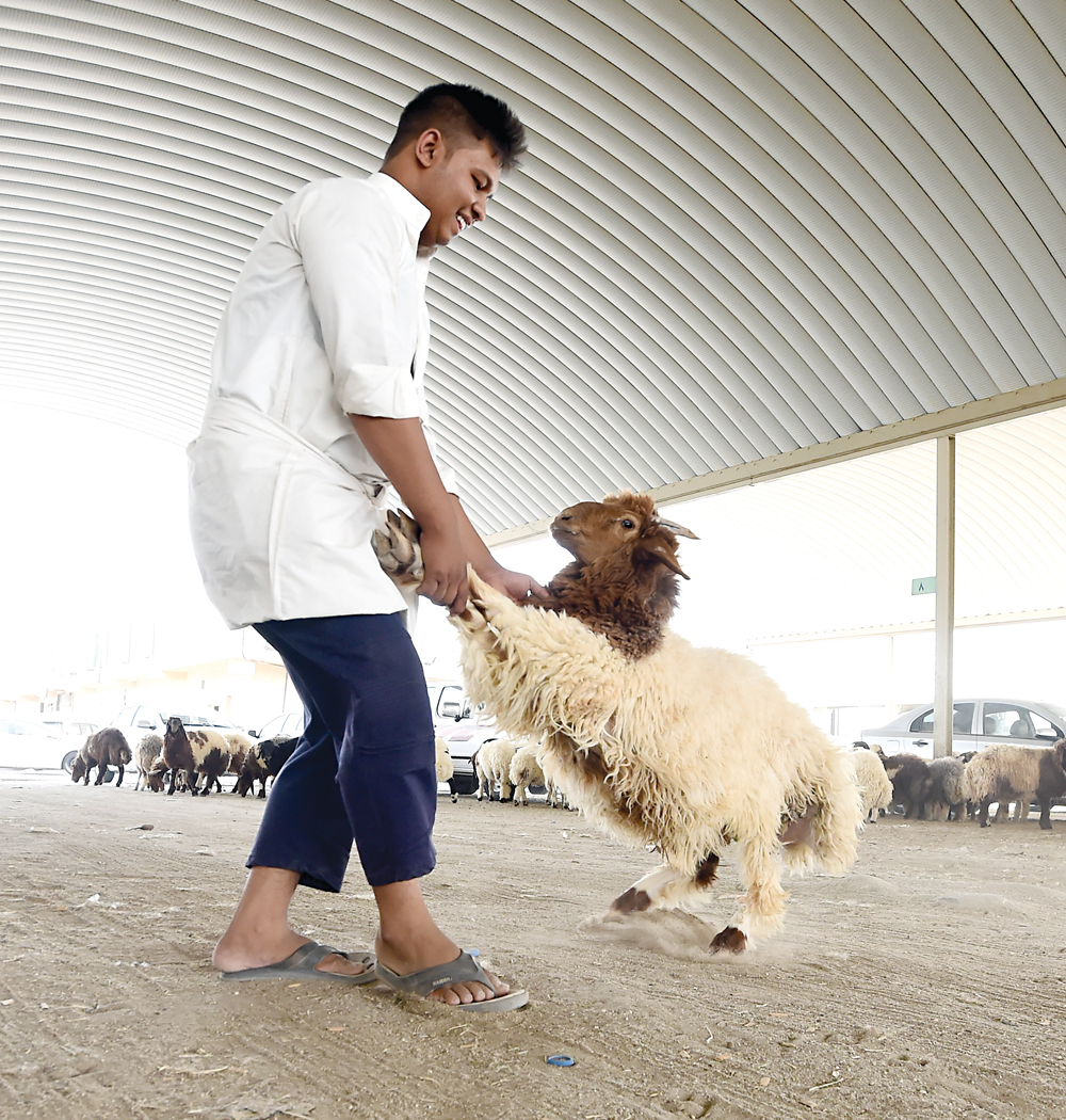 عامل يجر خروفا تم شراؤه                            	      (تصوير أسعد عبدالله)