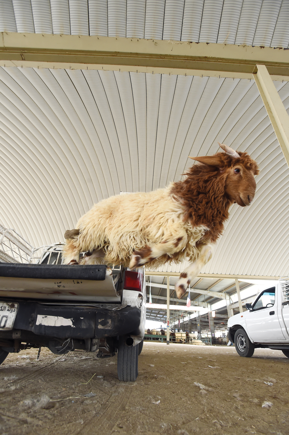 (u062au0635u0648u064au0631 u0623u0633u0639u062f u0639u0628u062fu0627u0644u0644u0647)