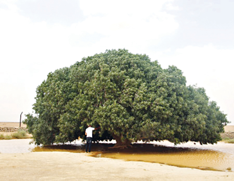 شجرة السدرة .. درة الغطاء النباتي الكويتي 