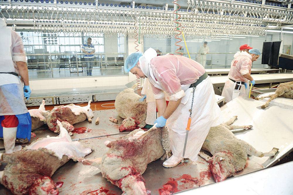 عمليات الذبح مستمرة في مسلخ العاصمة 