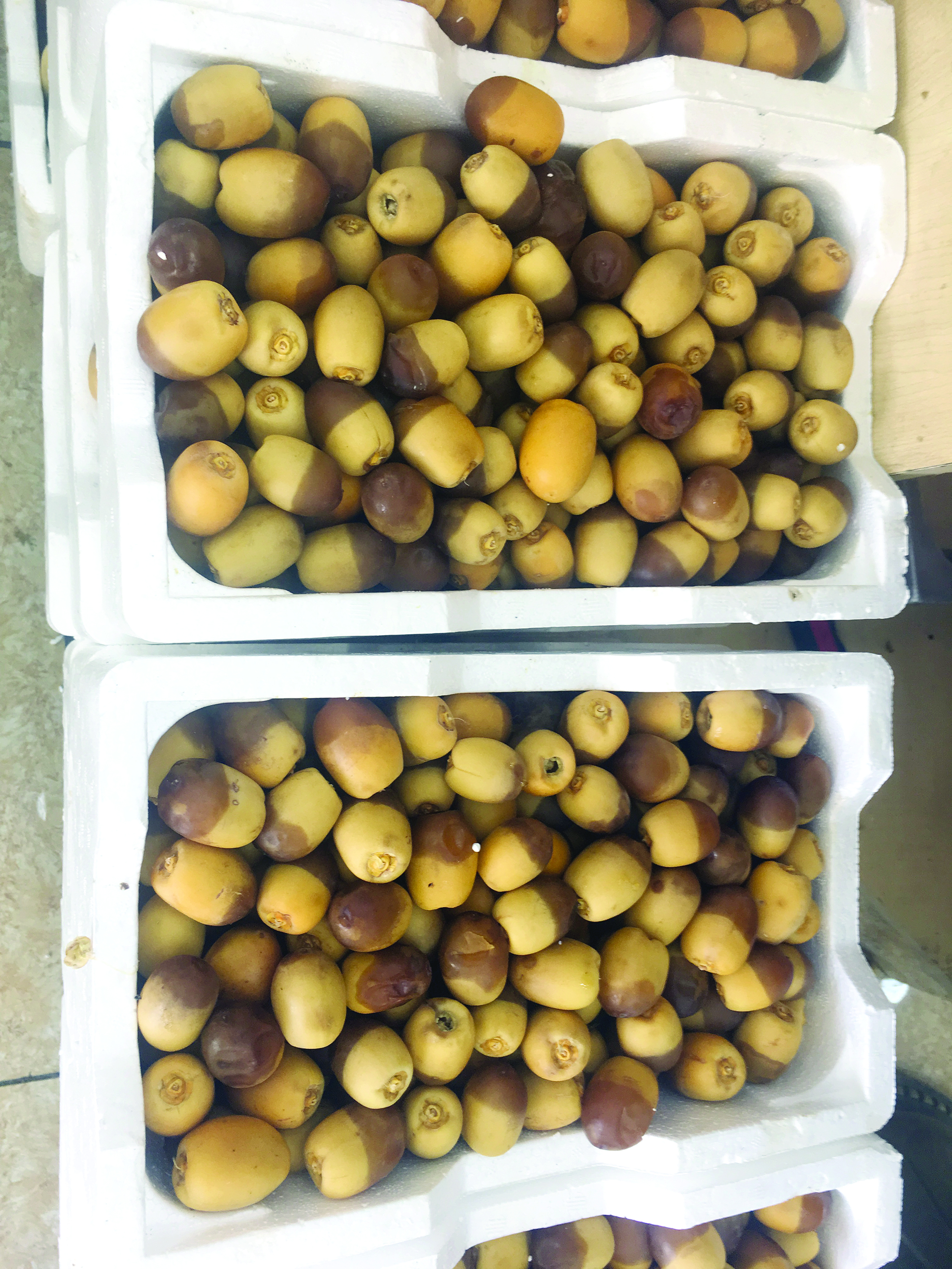 رطب روتانا المدينة