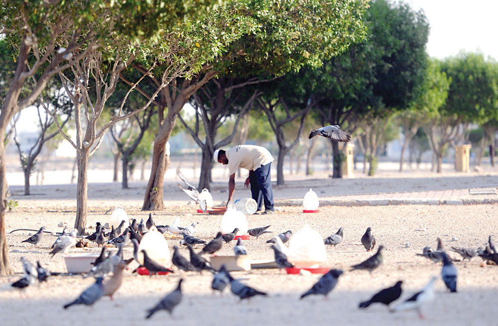 تجمعات من الطيور وقد أمنت على رزقها 