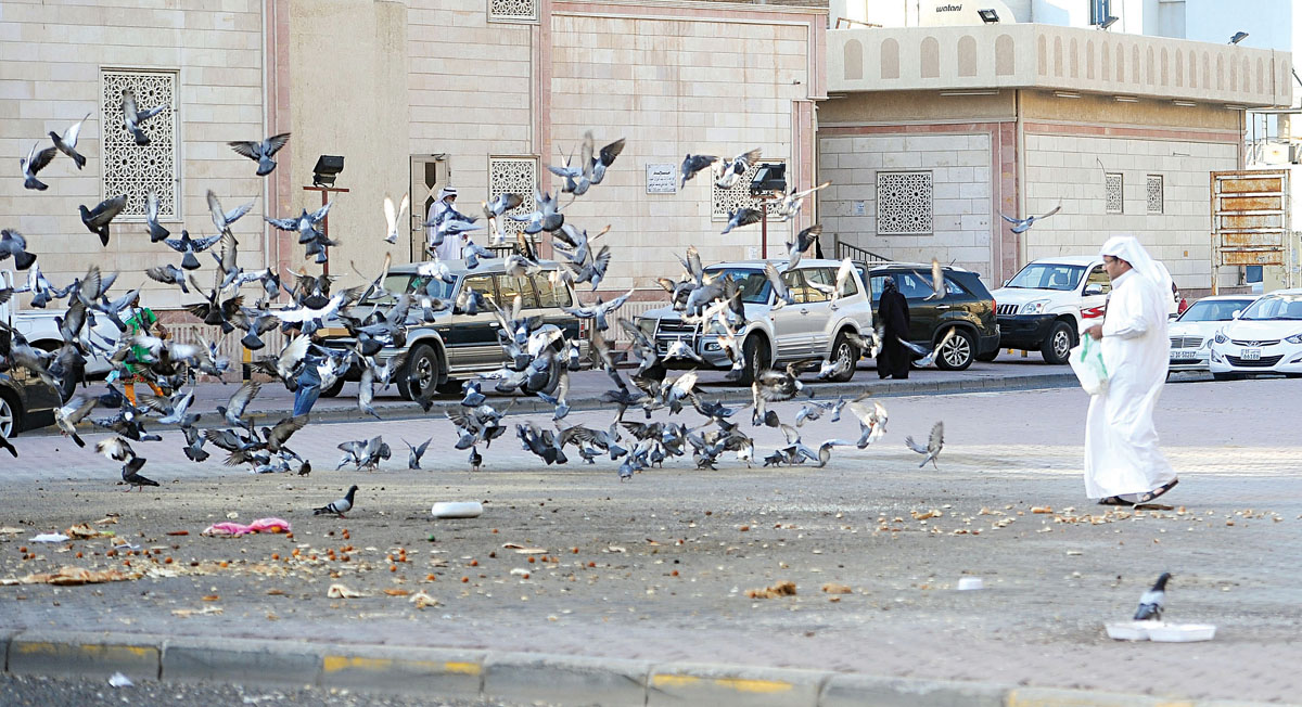 مواطن يرمي الحبوب للطيور في إحدى الساحات		 (تصوير بسام زيدان)