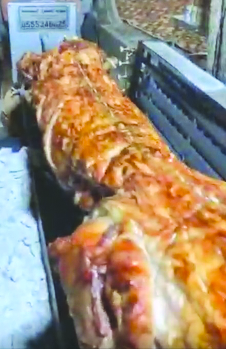 ... ويُشوى على الفحم