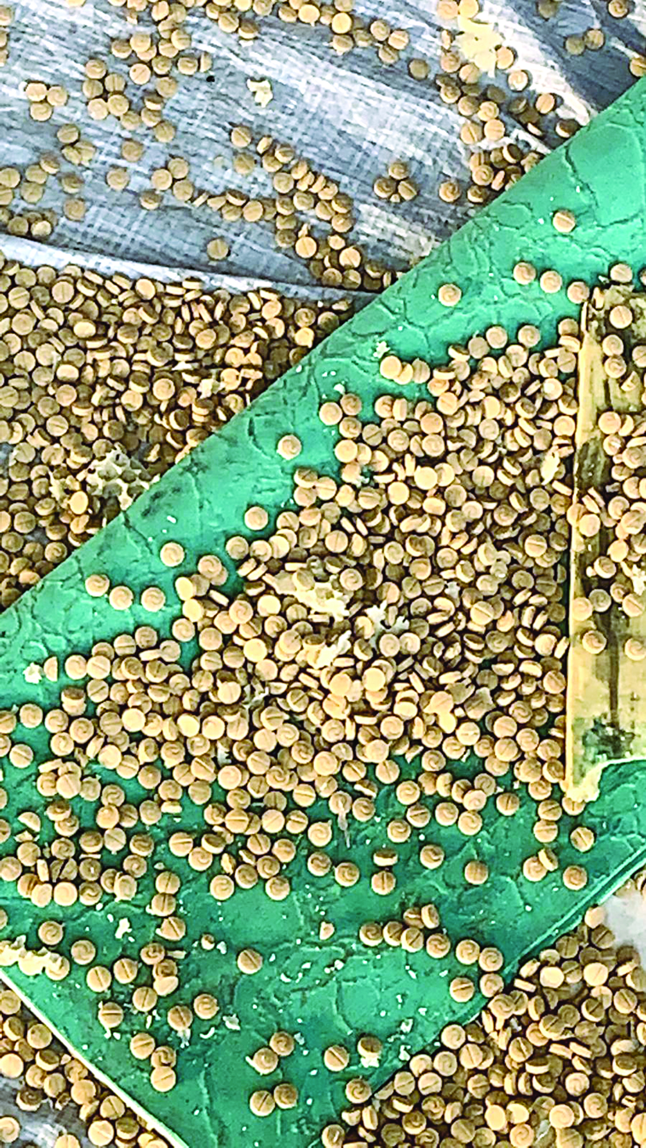 u0645u0646 u0627u0644u062du0628u0648u0628 u0627u0644u0645u0636u0628u0648u0637u0629