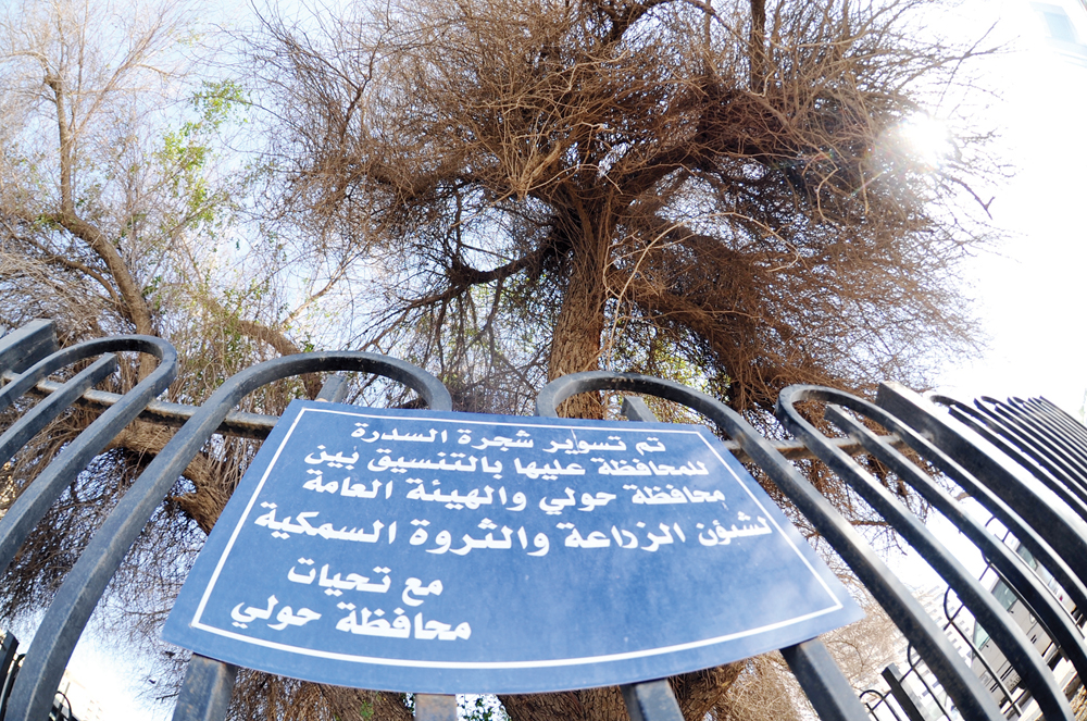 لوحة لا تعكس وضع الشجرة فوقها 