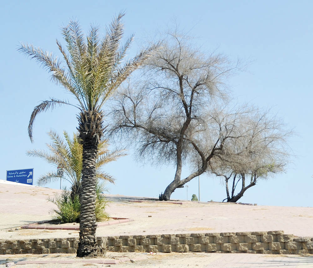 حرارة الشمس قتلت الأشجار 