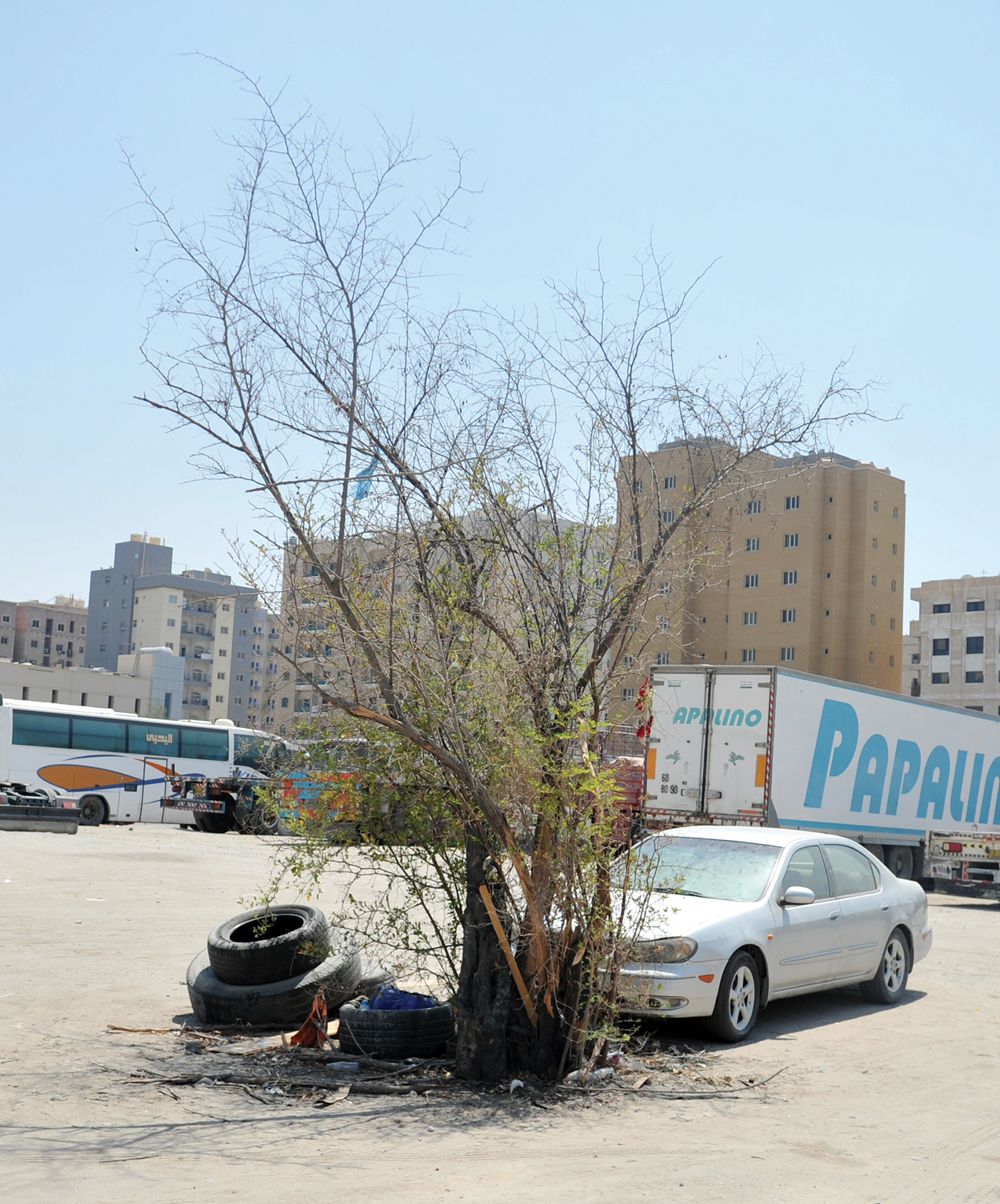 شجرة عارية من أوراقها وخضرتها