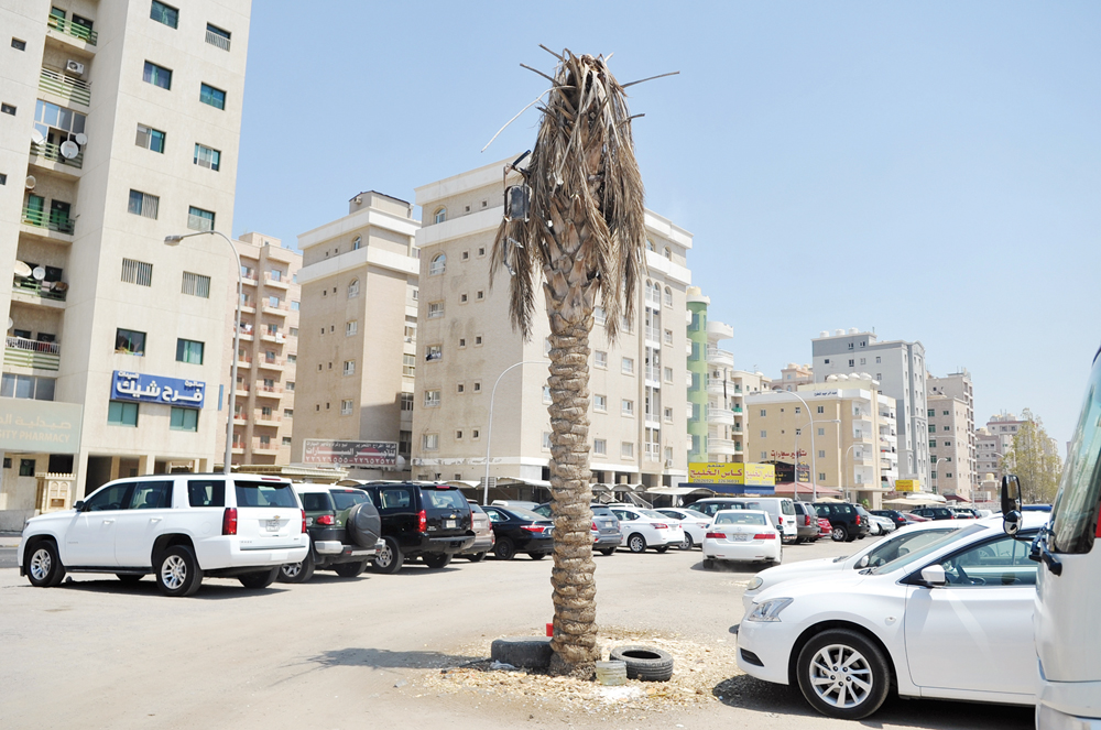 نخلة ميتة تتجمع حولها النفايات