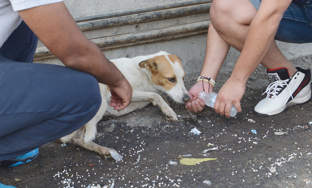 u0633u0642u064a u0623u062du062f u0627u0644u0643u0644u0627u0628    t   (u062au0635u0648u064au0631 u0646u0627u064au0641 u0627u0644u0639u0642u0644u0629) 