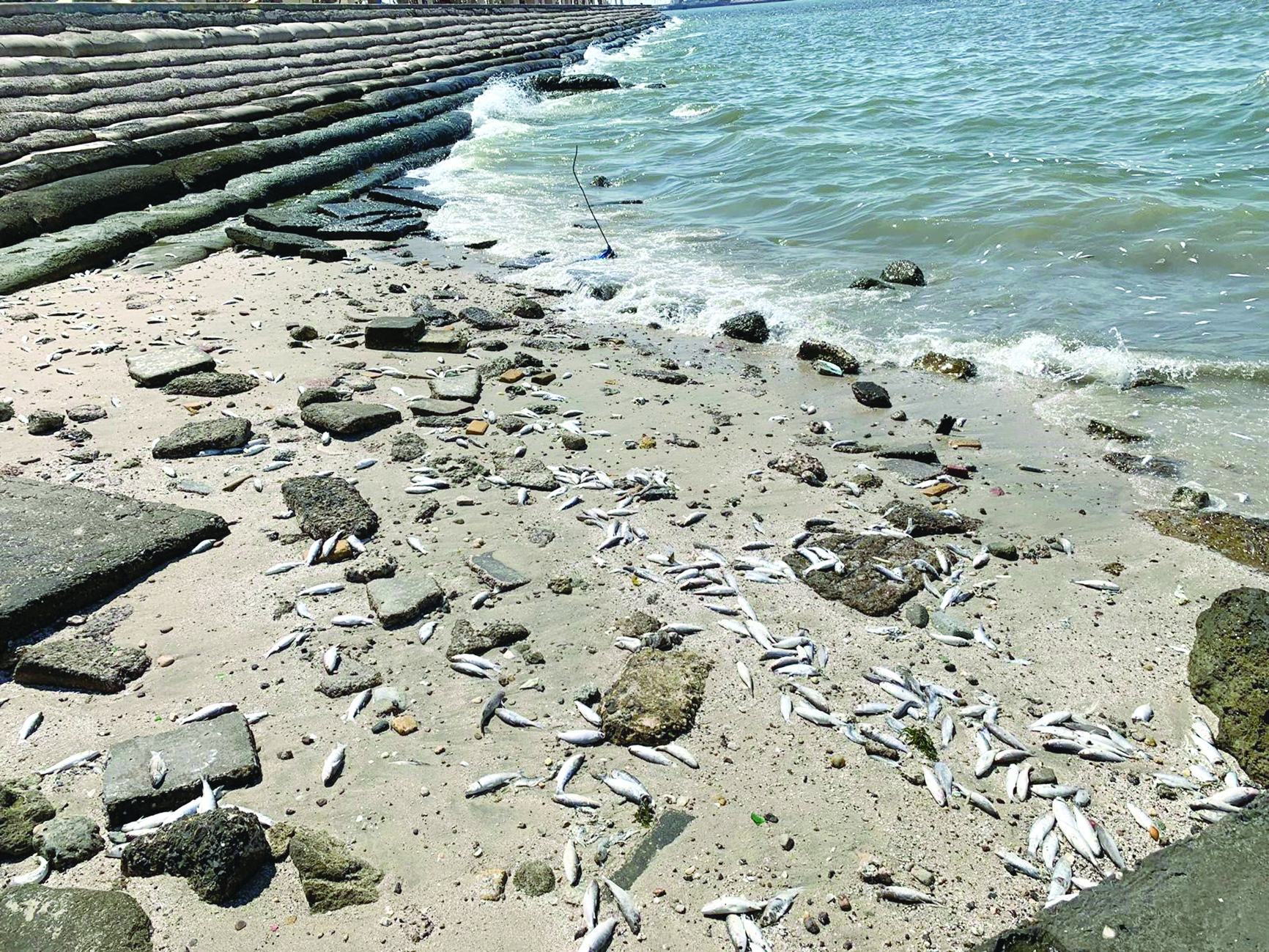 u0627u0644u0623u0633u0645u0627u0643 u0627u0644u0646u0627u0641u0642u0629 u0639u0644u0649 u0627u0644u0634u0627u0637u0626