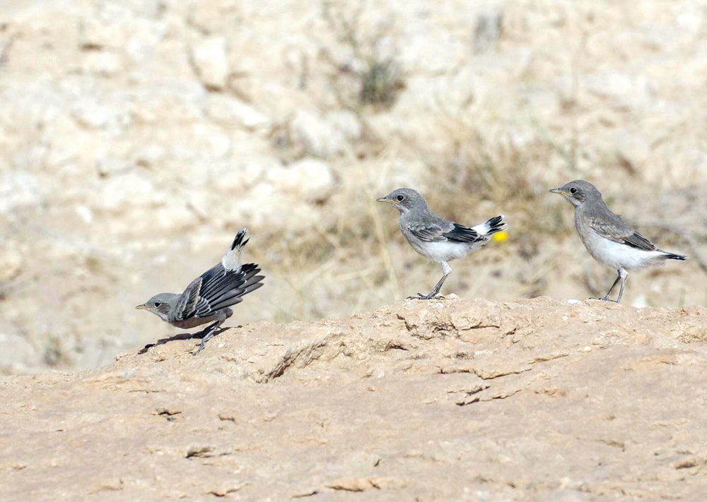 طيور جديدة تفرّخ في الكويت