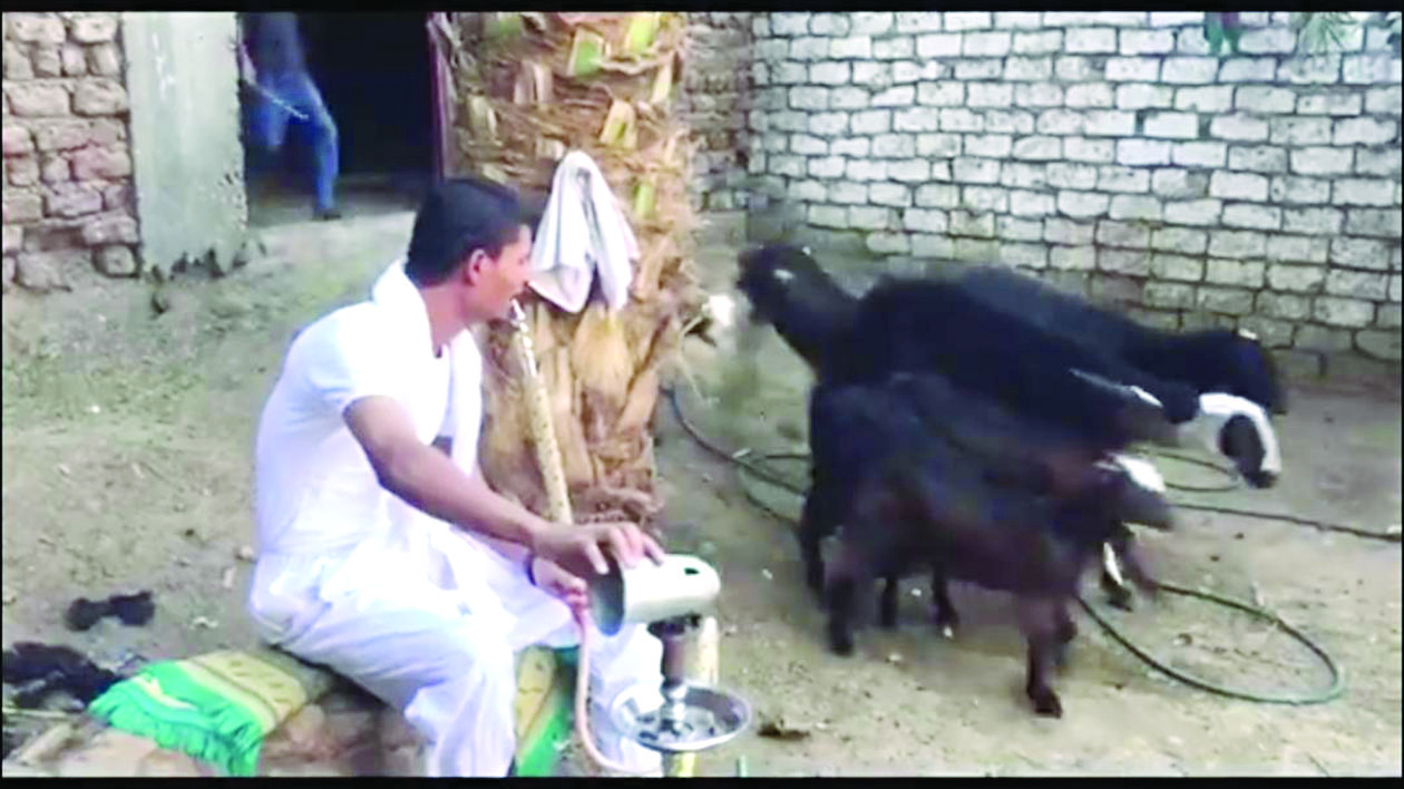 معز أبو التركي 