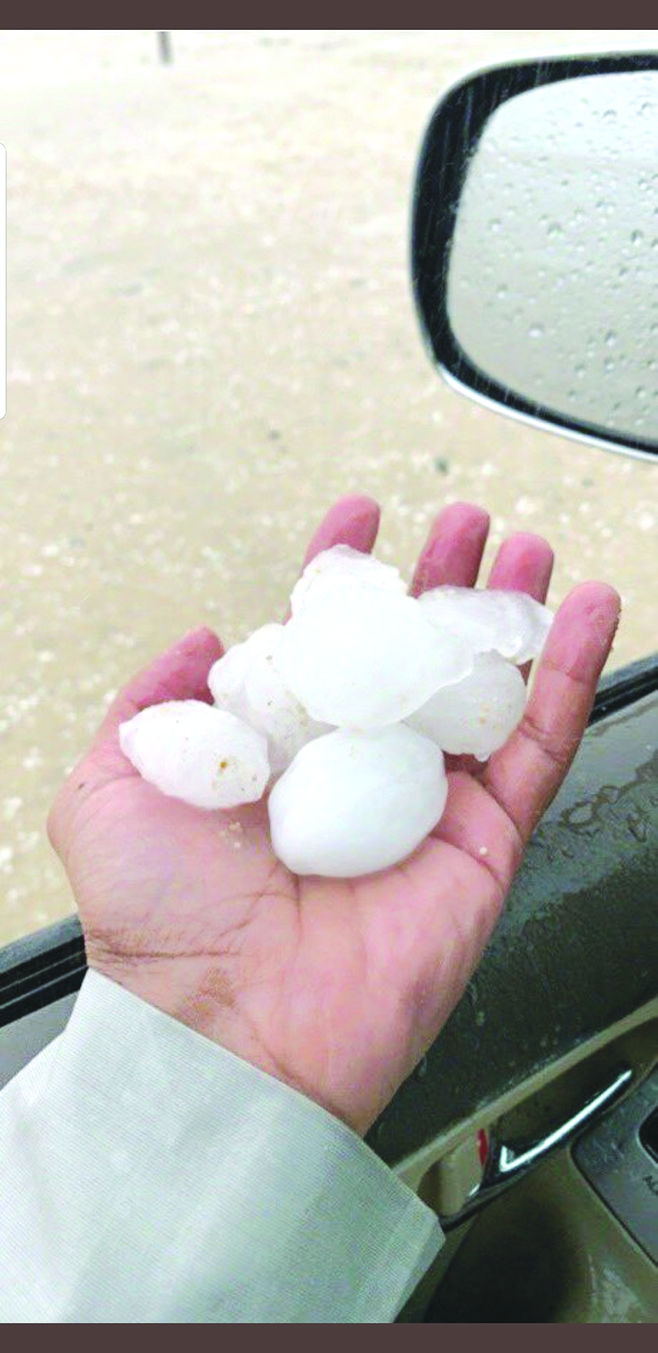 حبّات البردي في الوفرة