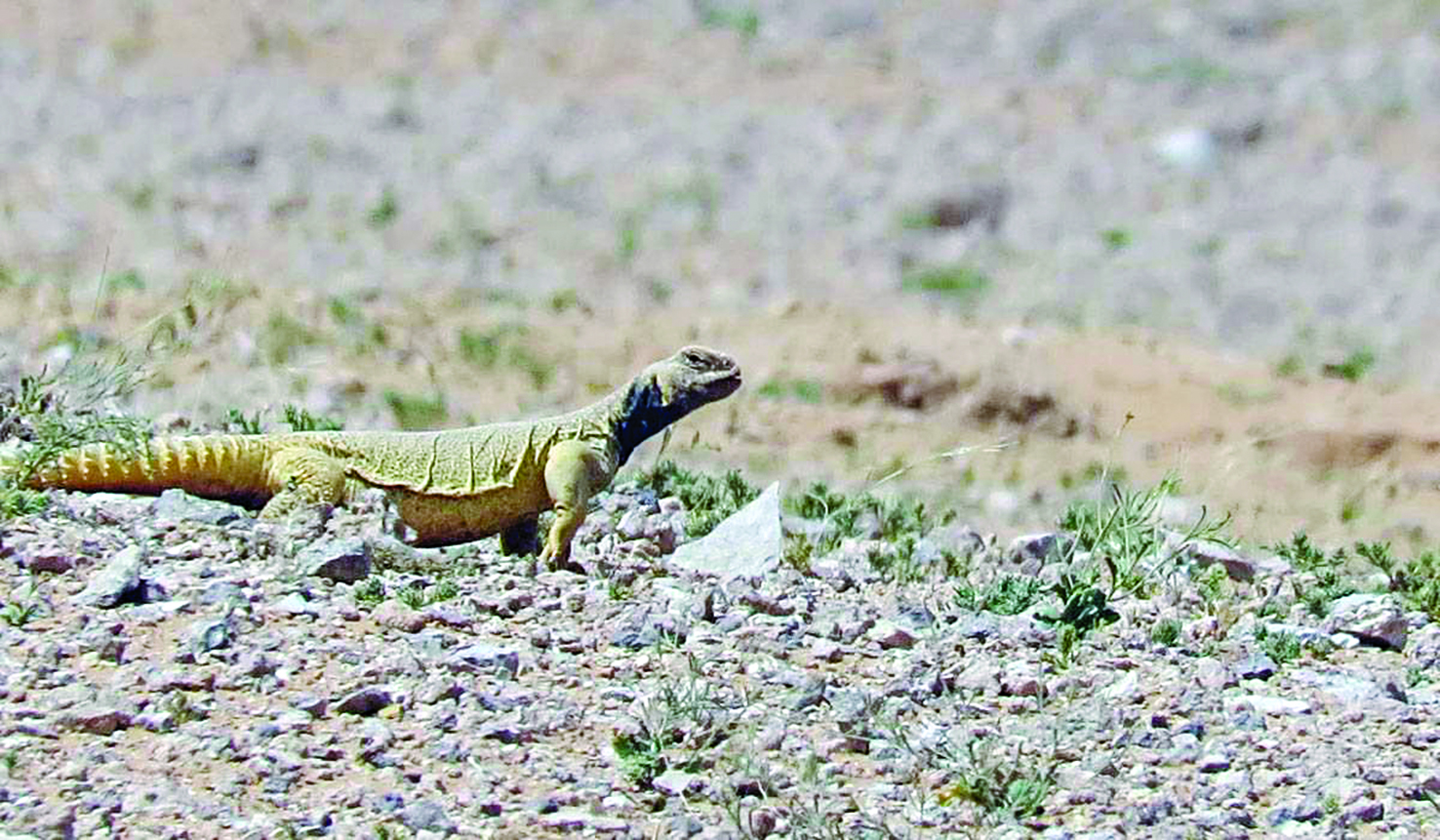 u062fu0639u0648u0627u062a u0644u0644u062du0641u0627u0638 u0639u0644u0649 u0627u0644u0636u0628 u0645u0646 u0623u062cu0644 u0627u0644u0628u064au0626u0629 u0627u0644u0635u062du0631u0627u0648u064au0629 