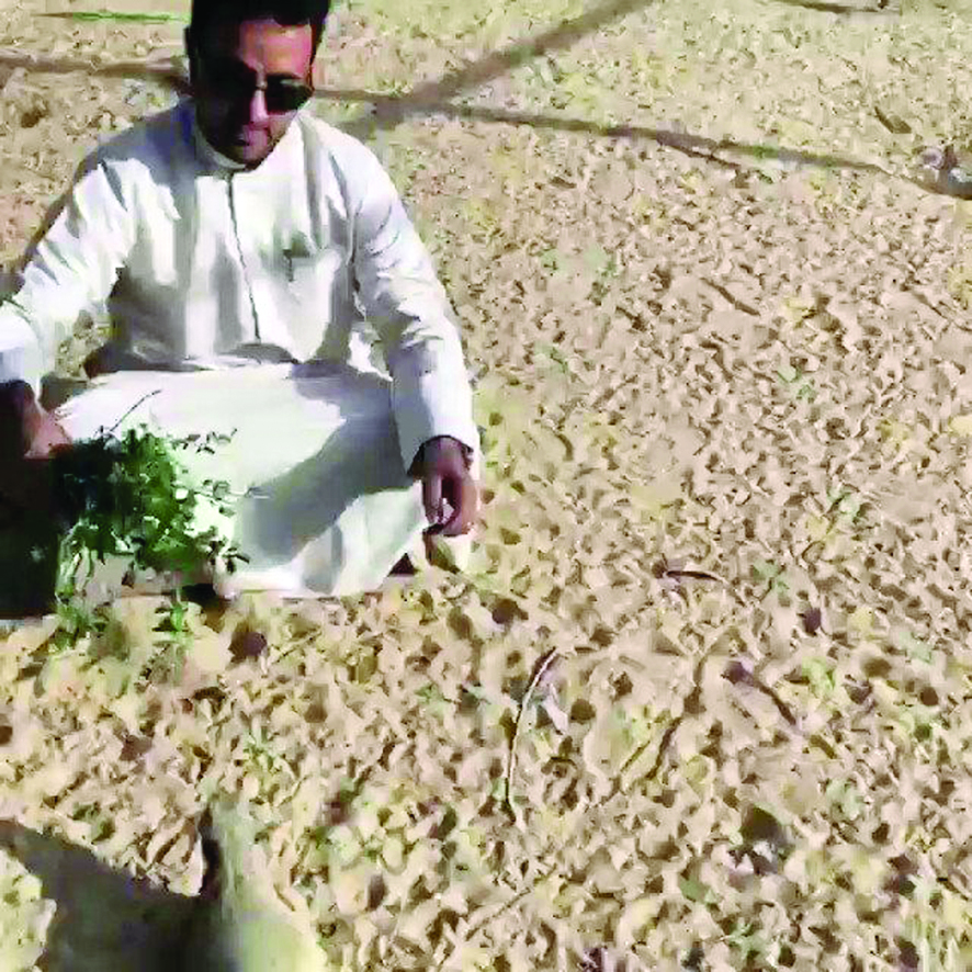 شبيب العجمي يحافظ على الضب ويحميه 