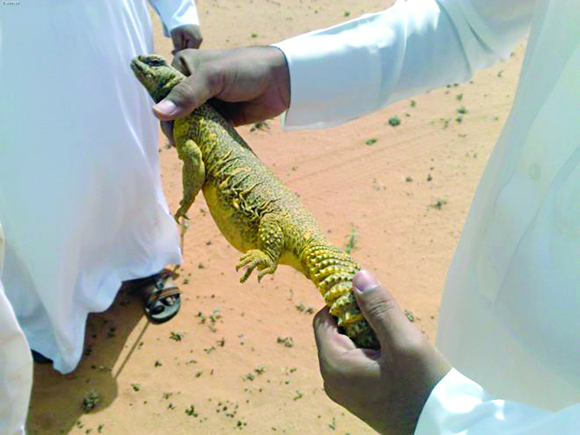 ممارسات مؤذية يتعرض لها الضب 