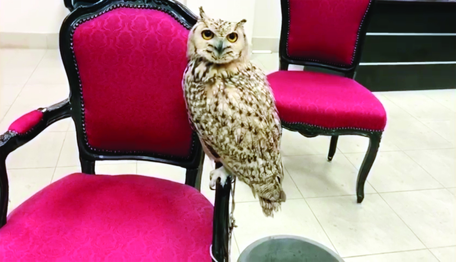 u0627u0644u0628u0648u0645u0629 u0641u064a u0639u0647u062fu0629 u0634u0631u0637u0629 u0627u0644u0628u064au0626u0629