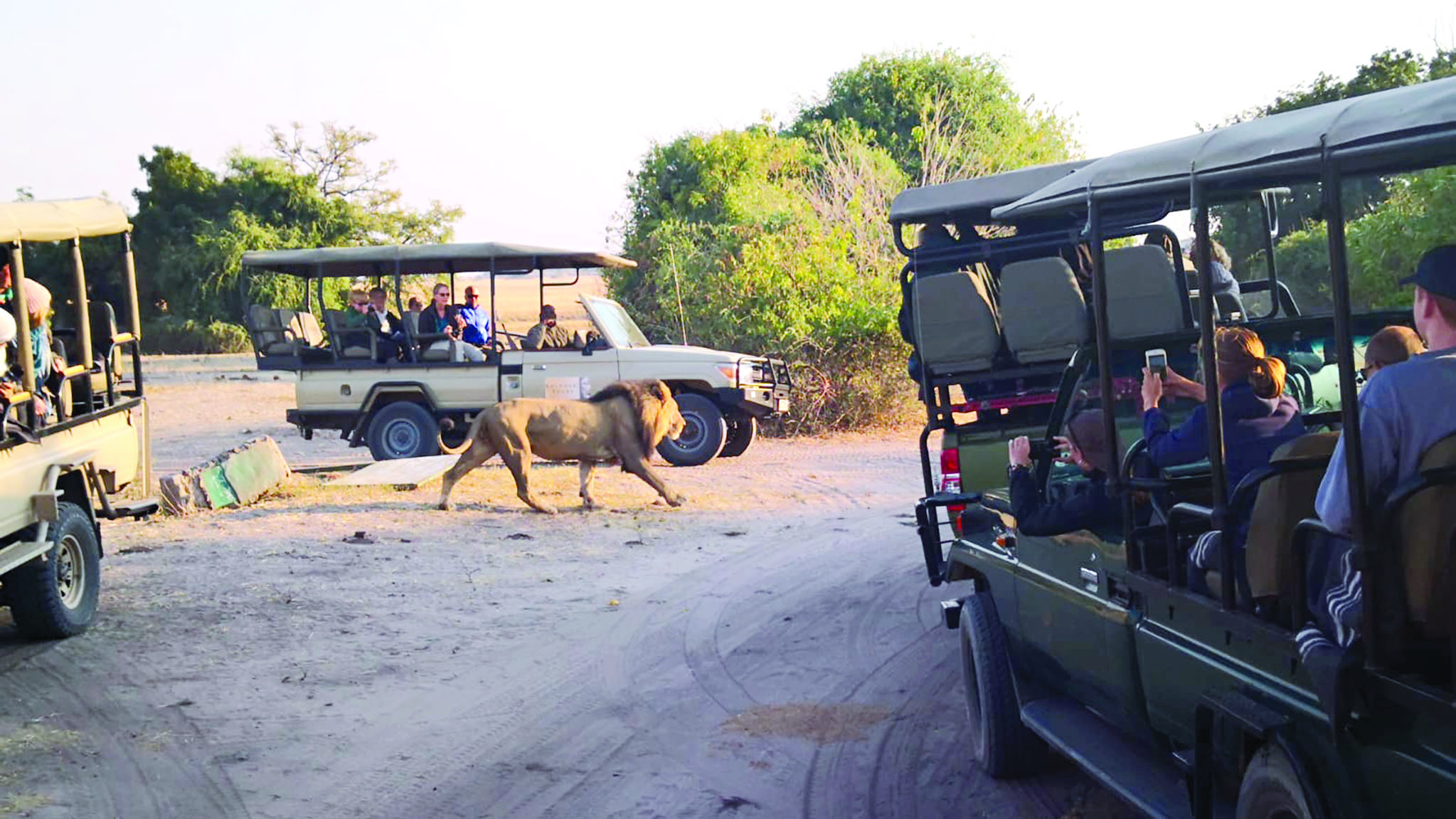 الأسد يمر بين السياح