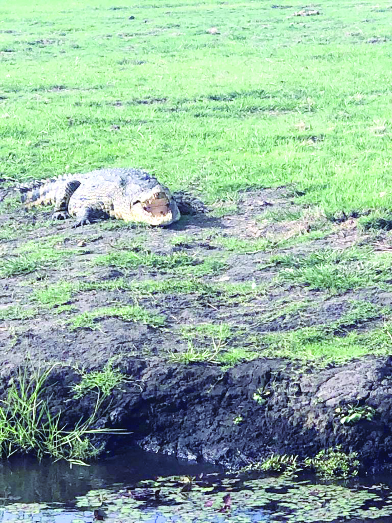 تمساح ينتظر فريسة قرب النهر