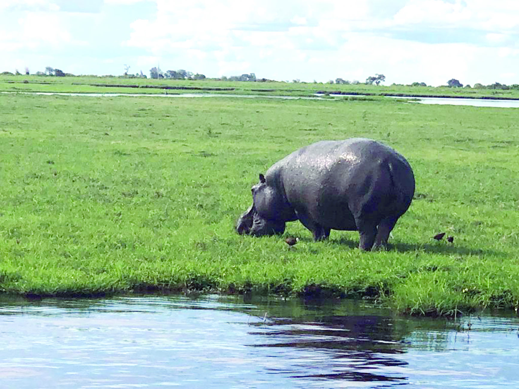 فرس النهر أخطر الحيوانات في أفريقيا