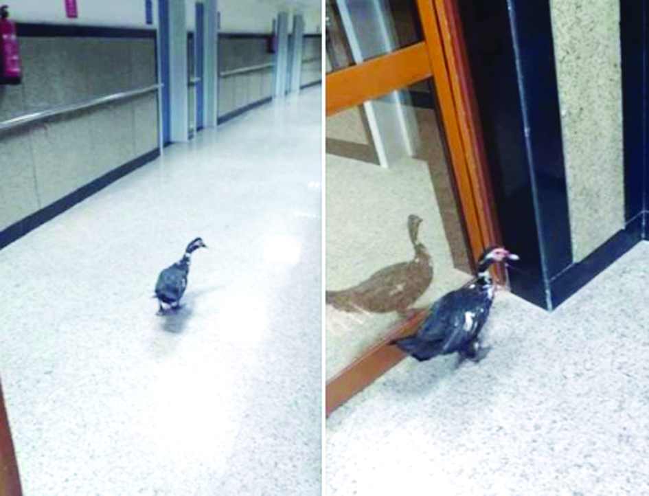 u0628u0637u0629 u0623u062bu0627u0631u062a u0636u062cu0629 u0641u064a u0645u0635u0631