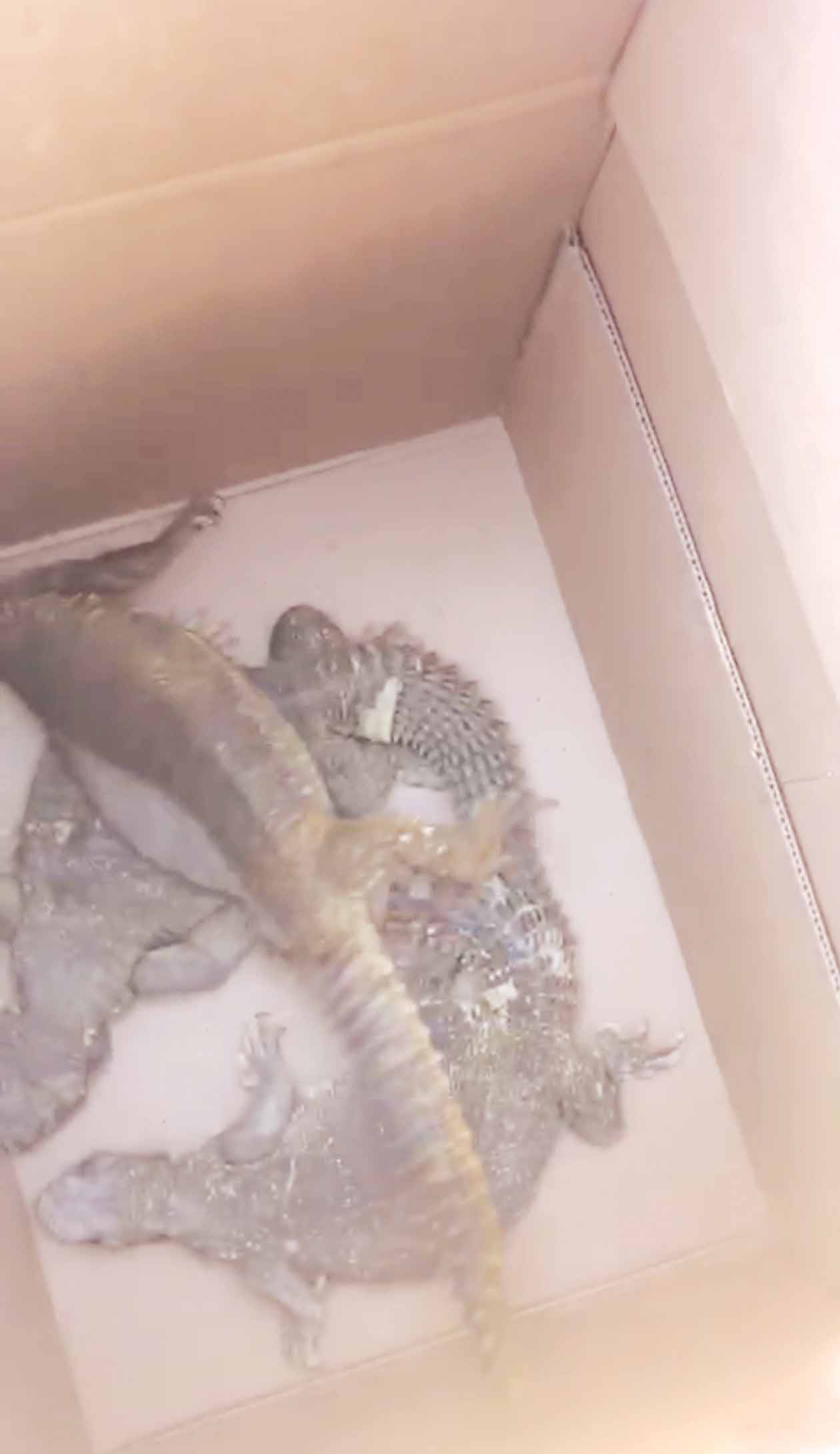 هل تعود الضبان للتكاثر؟ 