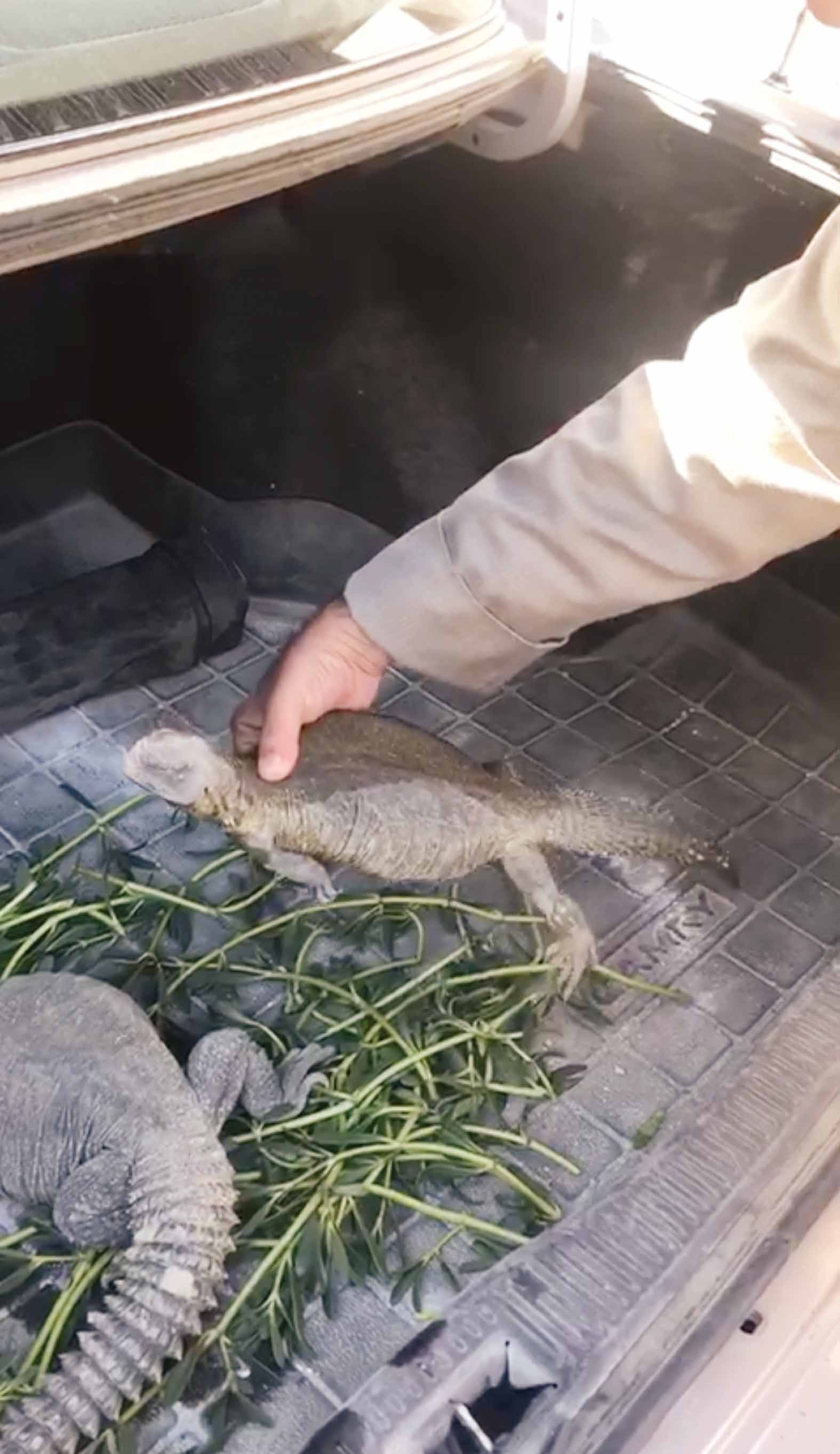 إطعام الضبان 