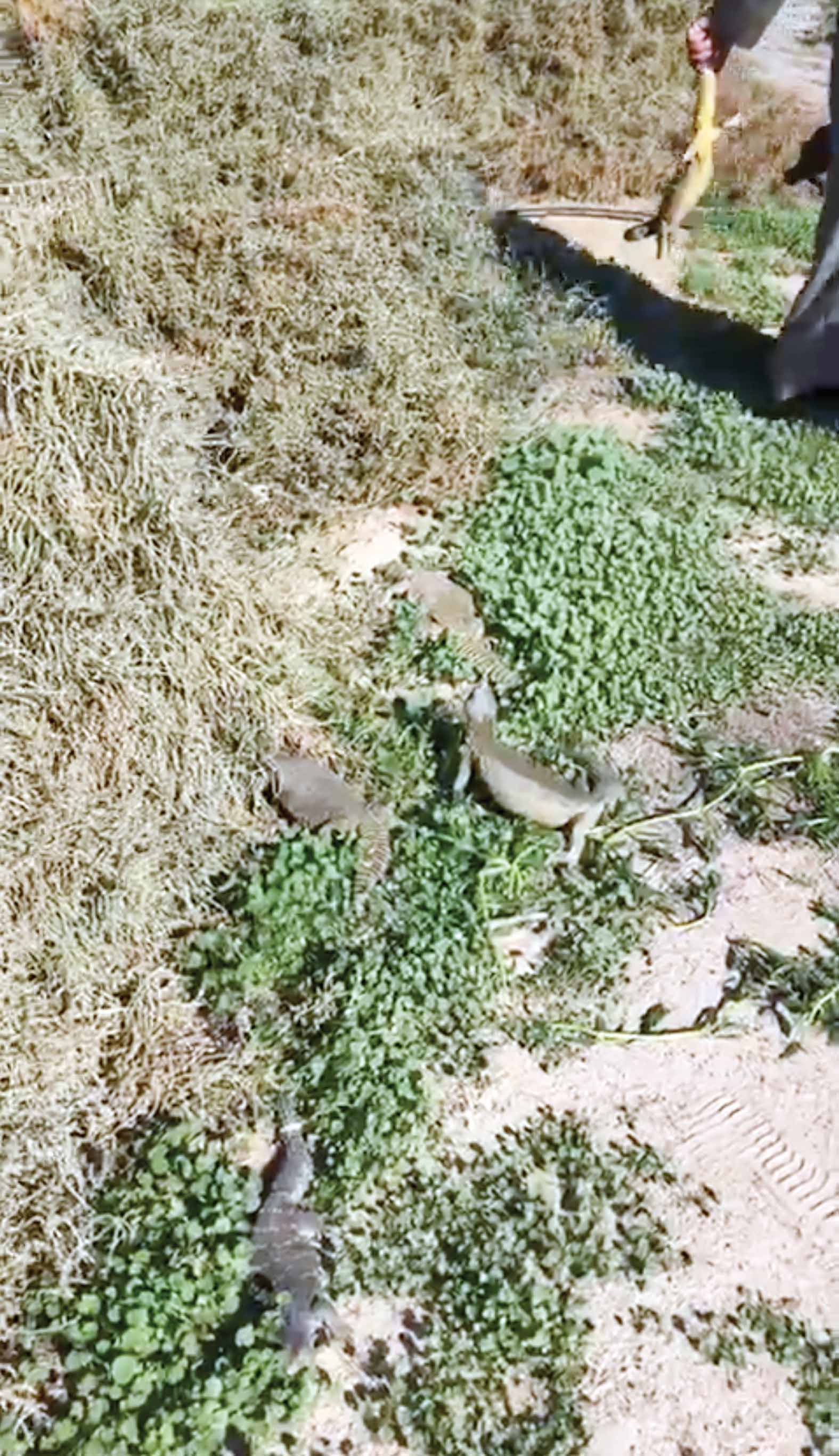 إطلاق الضبان في المحمية 