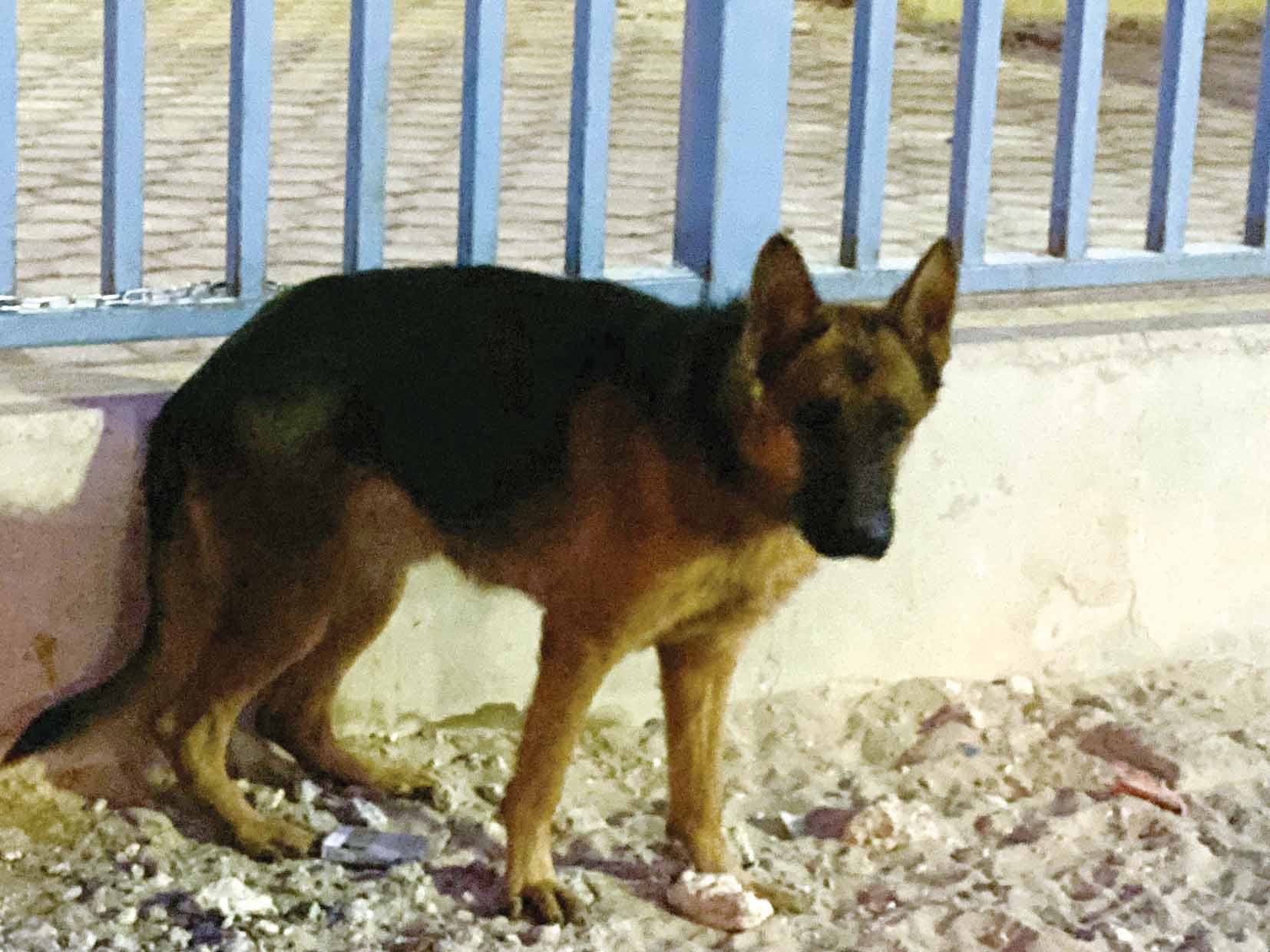 جيرمن شيبرد