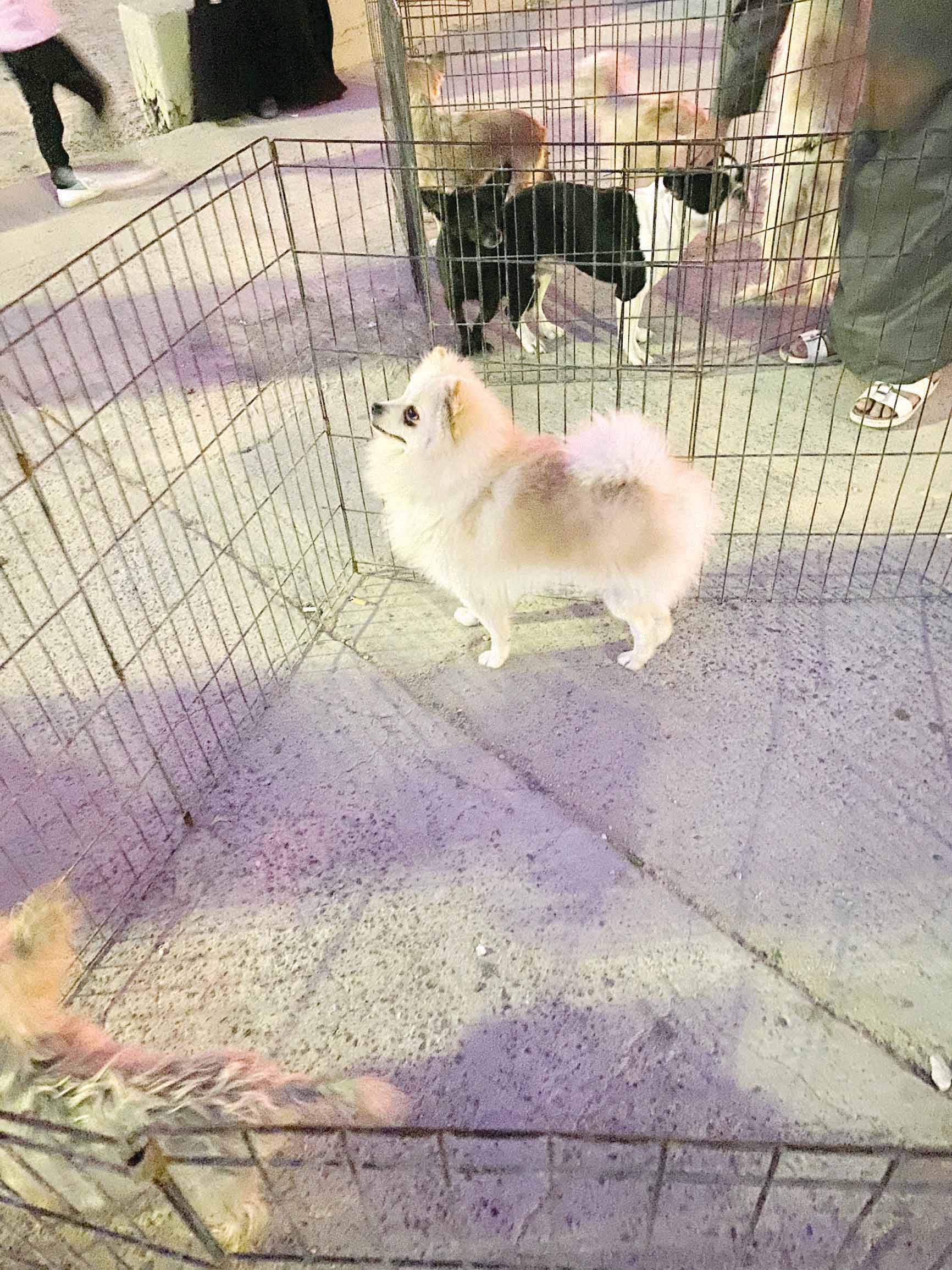 Pomeranian أحد أكثر الأنواع مبيعاً