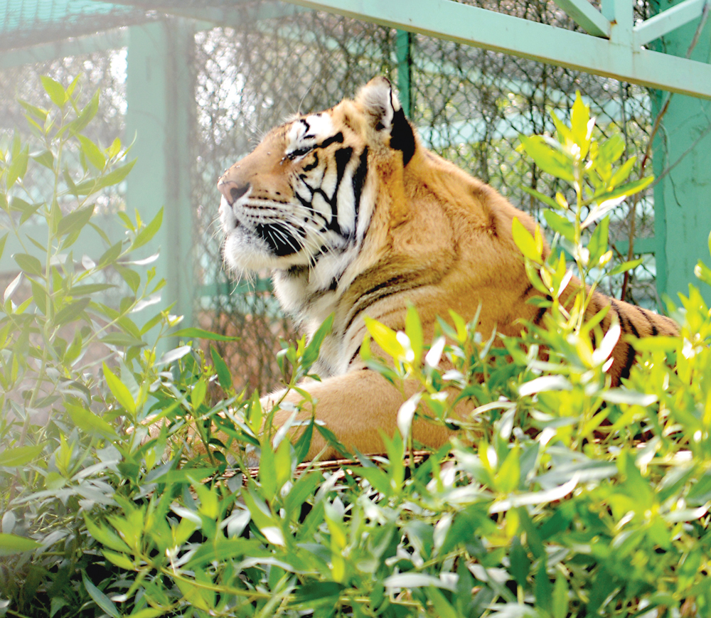 النمر المخطط