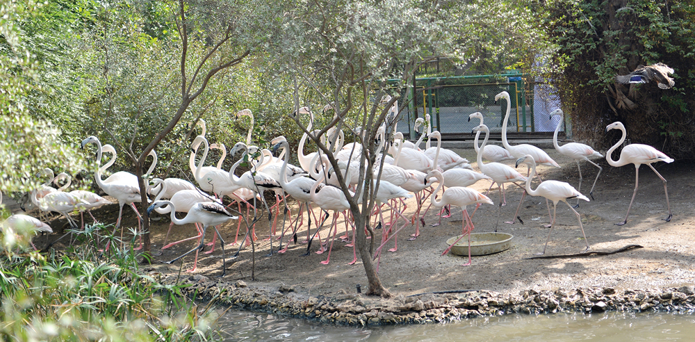 طيور الفلامنغو                    	          (تصوير نايف العقلة)