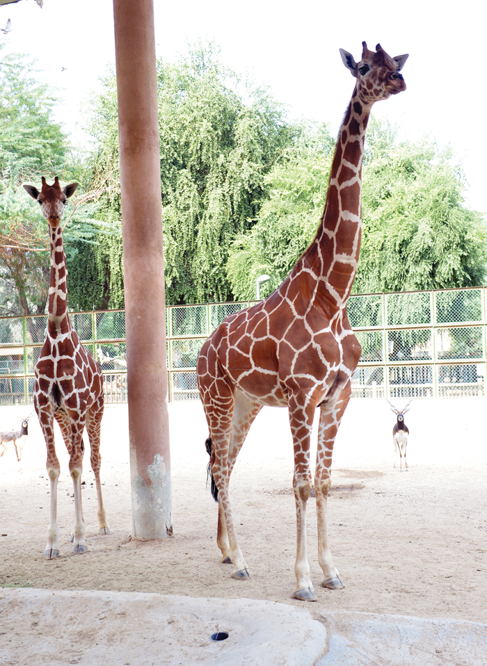 الزرافة الأطول عمراً في الحديقة