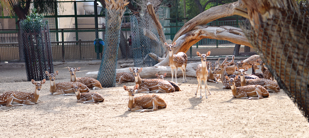 نوع من الغزلان