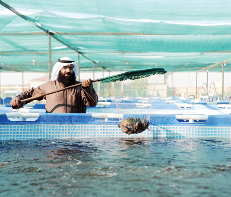 أعلاف نباتية فقط للبلطي الكويتي 