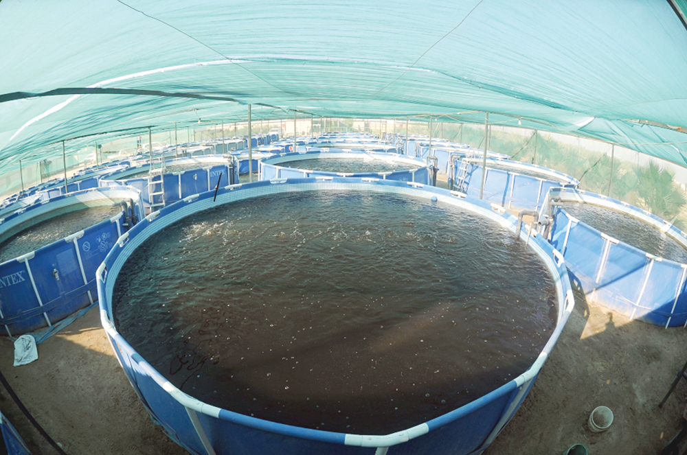 الأحواض منخفضة التكاليف	(تصوير بسام زيدان)