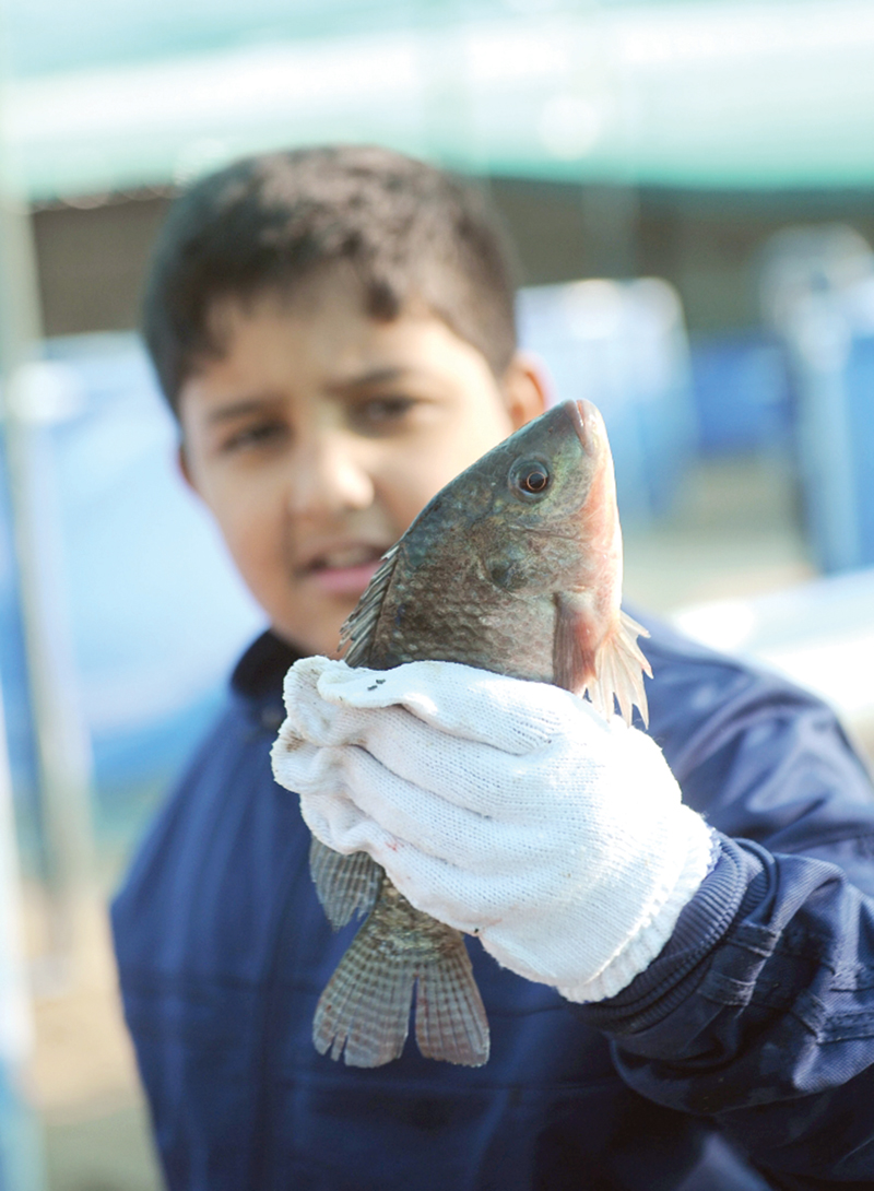 هنا البلطي الكويتي 