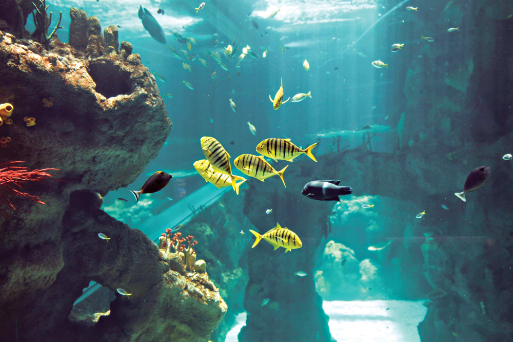 حوض مائي بأحيائه في متحف النظم البيئية 