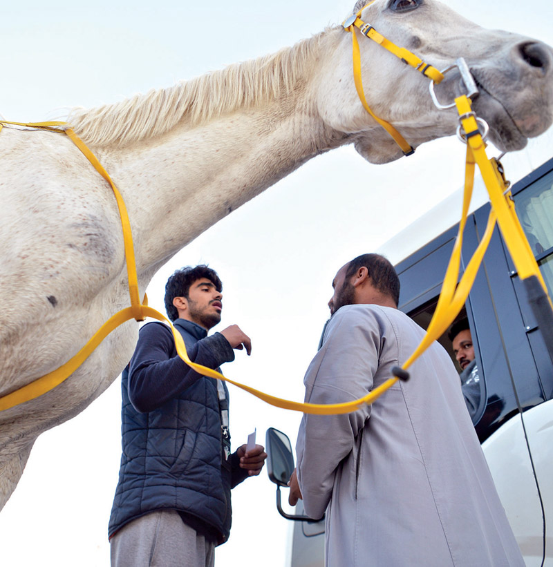 ضبط أحد المخالفين وحصانه 	                                                                             (تصوير نايف العقلة)